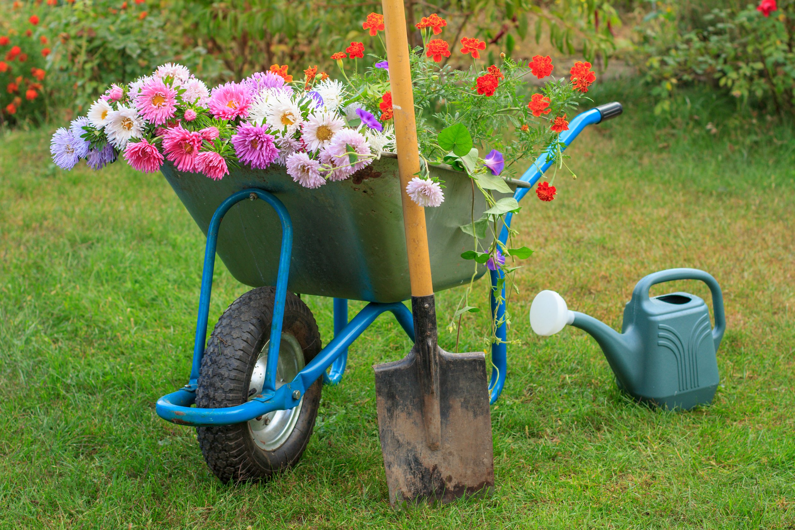 Morning after work in summer garden. Wheelbarrow with cutted out flowers, spade and watering can on green grass.